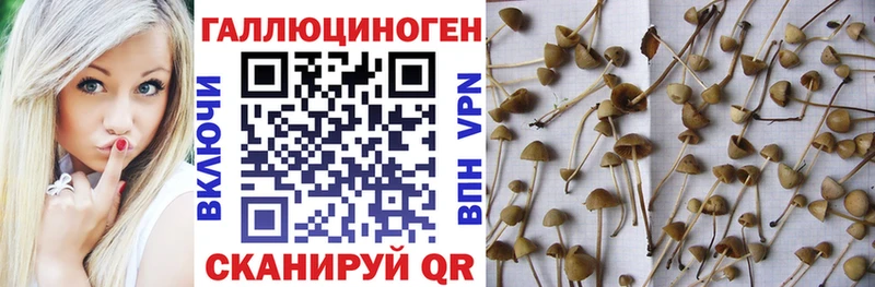 Галлюциногенные грибы GOLDEN TEACHER  Купить где  Нефтеюганск 